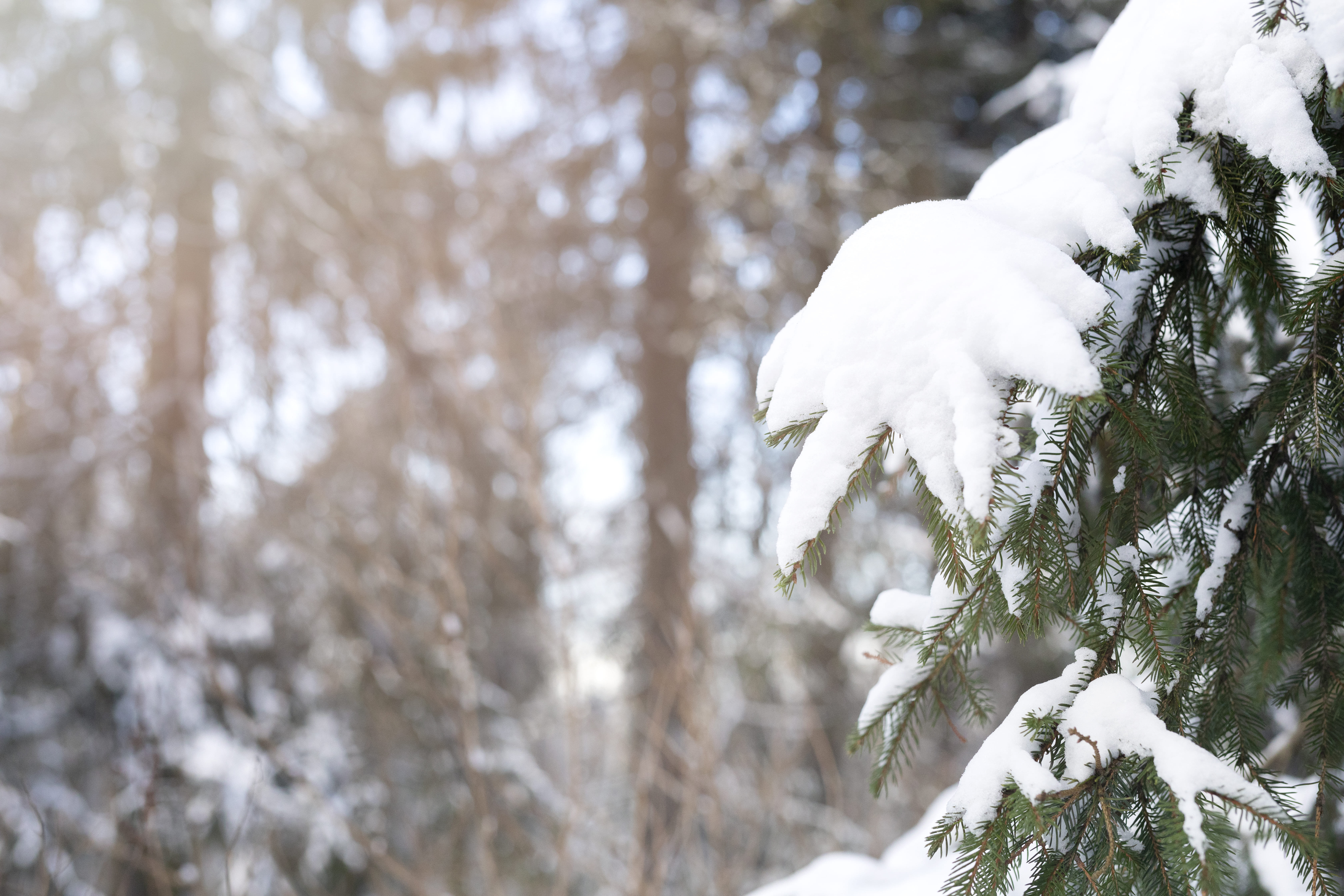 winter-landscape-with-snow-trees (1).jpg